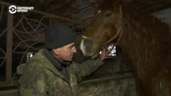 28 брошенных лошадей. В Харьковской области полицейские и конюх спасли переживших обстрелы и российскую оккупацию животных 28 брошенных лошадей. В Харьковской области полицейские и конюх спасли переживших обстрелы и российскую оккупацию животных