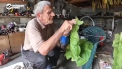 Владимир из села под Купянском выращивает табак и не уезжает, несмотря на близкие бои Владимир из села под Купянском выращивает табак и не уезжает, несмотря на близкие бои