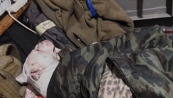 История пса, которого российские военные хотели убить в Оленовке, подарили Кадырову, но хозяйка смогла его вернуть История пса, которого российские военные хотели убить в Оленовке, подарили Кадырову, но хозяйка смогла его вернуть
