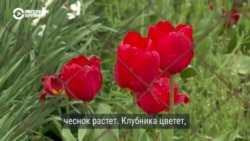 "Картофель посадили, лук взошел, клубника цветет": жители Богоявленки на Донбассе растят урожай, несмотря на обстрелы "Картофель посадили, лук взошел, клубника цветет": жители Богоявленки на Донбассе растят урожай, несмотря на обстрелы