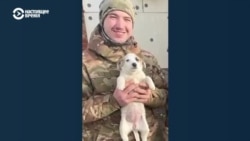 История фронтовой собаки Фугаски: ее хозяин погиб под Бахмутом, но ее забрали домой родители военного История фронтовой собаки Фугаски: ее хозяин погиб под Бахмутом, но ее забрали домой родители военного
