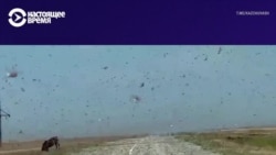 Нашествие саранчи на севере Казахстана: местные жители обвиняют власти в бездействии Нашествие саранчи на севере Казахстана: местные жители обвиняют власти в бездействии