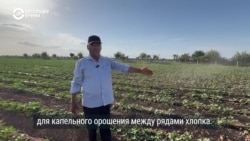 Фермеры в Узбекистане осваивают метод капельного орошения: он экономит воду в 3-4 раза и не требует рыхлить землю Фермеры в Узбекистане осваивают метод капельного орошения: он экономит воду в 3-4 раза и не требует рыхлить землю