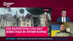 "Мы работаем, чтобы животные, которые пострадали от боевых действий, обрели свои дома": Андрей Долженко спасает собак под Киевом "Мы работаем, чтобы животные, которые пострадали от боевых действий, обрели свои дома": Андрей Долженко спасает собак под Киевом