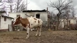 "Ни кухни, ни сарая. Хата, я евроремонт сделала. Картошечка! Все сгорело!" Жительница села под Черниговом лишилась всего, кроме коровы "Ни кухни, ни сарая. Хата, я евроремонт сделала. Картошечка! Все сгорело!" Жительница села под Черниговом лишилась всего, кроме коровы