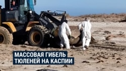 В Казахстане на побережье Каспийского моря массово гибнут краснокнижные тюлени: что происходит? В Казахстане на побережье Каспийского моря массово гибнут краснокнижные тюлени: что происходит?