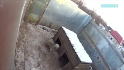 Десятки мертвых собак: зоозащитники обнаружили страшную картину в приюте для животных Десятки мертвых собак: зоозащитники обнаружили страшную картину в приюте для животных