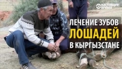 Как лечат зубы лошадям в Кыргызстане Как лечат зубы лошадям в Кыргызстане