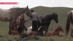 В Кыргызстане начался сезон кумыса. Как его пьют, и как им лечатся В Кыргызстане начался сезон кумыса. Как его пьют, и как им лечатся