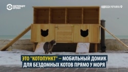 Котопункт для котоморд: как сделать в городе доступную среду для животных Котопункт для котоморд: как сделать в городе доступную среду для животных