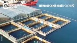 Как спасали косаток из "китовой тюрьмы" в Приморье Как спасали косаток из "китовой тюрьмы" в Приморье
