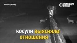 Курьезный поединок косуль на границе Курьезный поединок косуль на границе