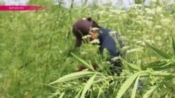 В Кыргызстане начался сезон сбора марихуаны В Кыргызстане начался сезон сбора марихуаны