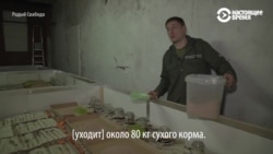 Белорусский предприниматель выращивает сверчков на протеиновые батончики Белорусский предприниматель выращивает сверчков на протеиновые батончики