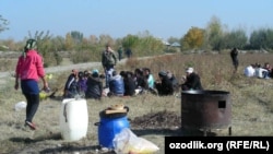 Сбор хлопка в Узбекистане
