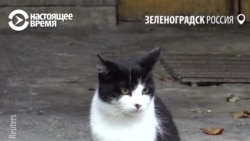Котошеф Светлана за счет бюджета кормит бездомных котов в Зеленоградске Котошеф Светлана за счет бюджета кормит бездомных котов в Зеленоградске