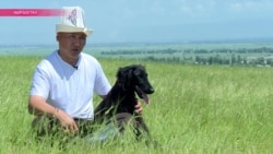 "Тайган бежит – кровь из ушей хлещет": как возрождают породу уникальных борзых "Тайган бежит – кровь из ушей хлещет": как возрождают породу уникальных борзых