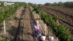 Пятое время года: тонкости виноделия, от сбора винограда до дегустации Пятое время года: тонкости виноделия, от сбора винограда до дегустации