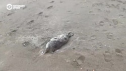 Почему погибли сотни тюленей в Каспийском море Почему погибли сотни тюленей в Каспийском море