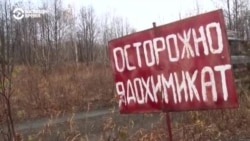 Кто и как расследует отравление животных в Авачинском заливе на Камчатке Кто и как расследует отравление животных в Авачинском заливе на Камчатке