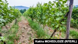 Виноградники в Кварели, Кахетия