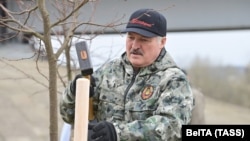 Александр Лукашенко сажает дерево во время субботника, 17 апреля 2021 года