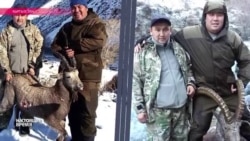 Чиновники в Кыргызстане попались на незаконной охоте Чиновники в Кыргызстане попались на незаконной охоте