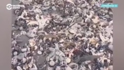 На Камчатке в районе Халактырского пляжа обнаружили загрязнение Тихого океана На Камчатке в районе Халактырского пляжа обнаружили загрязнение Тихого океана