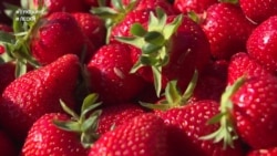 #ВУкраине: как выращивают ягоду в клубничной столице Украины #ВУкраине: как выращивают ягоду в клубничной столице Украины