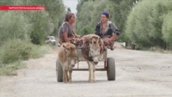 Рабочий на один день: зачем таджики в приграничных районах каждый день ездят в Кыргызстан Рабочий на один день: зачем таджики в приграничных районах каждый день ездят в Кыргызстан